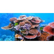 Aquabella Aquarium Inovations